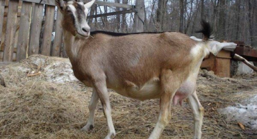 Plemeno alpské kozy: vlastnosti pro péči a chov